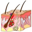 Probiotic Action Comments on Huffington Post’s, Best Foods for Acne...